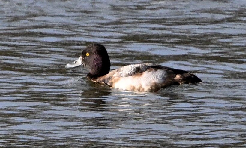 Porrón Bola - ML647100855