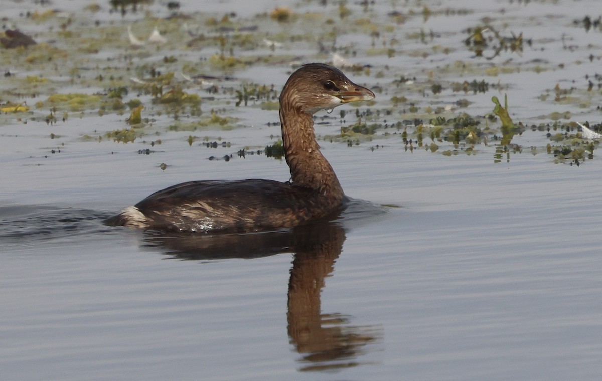 Zampullín Picogrueso - ML647100858