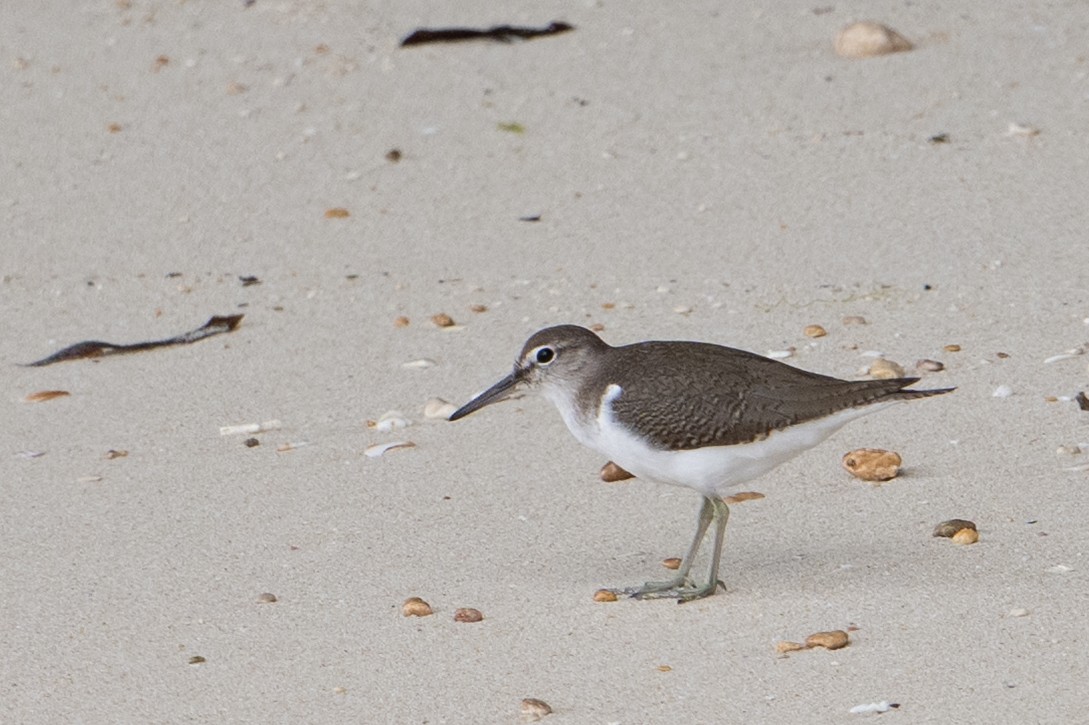 Andarríos Chico - ML647100859