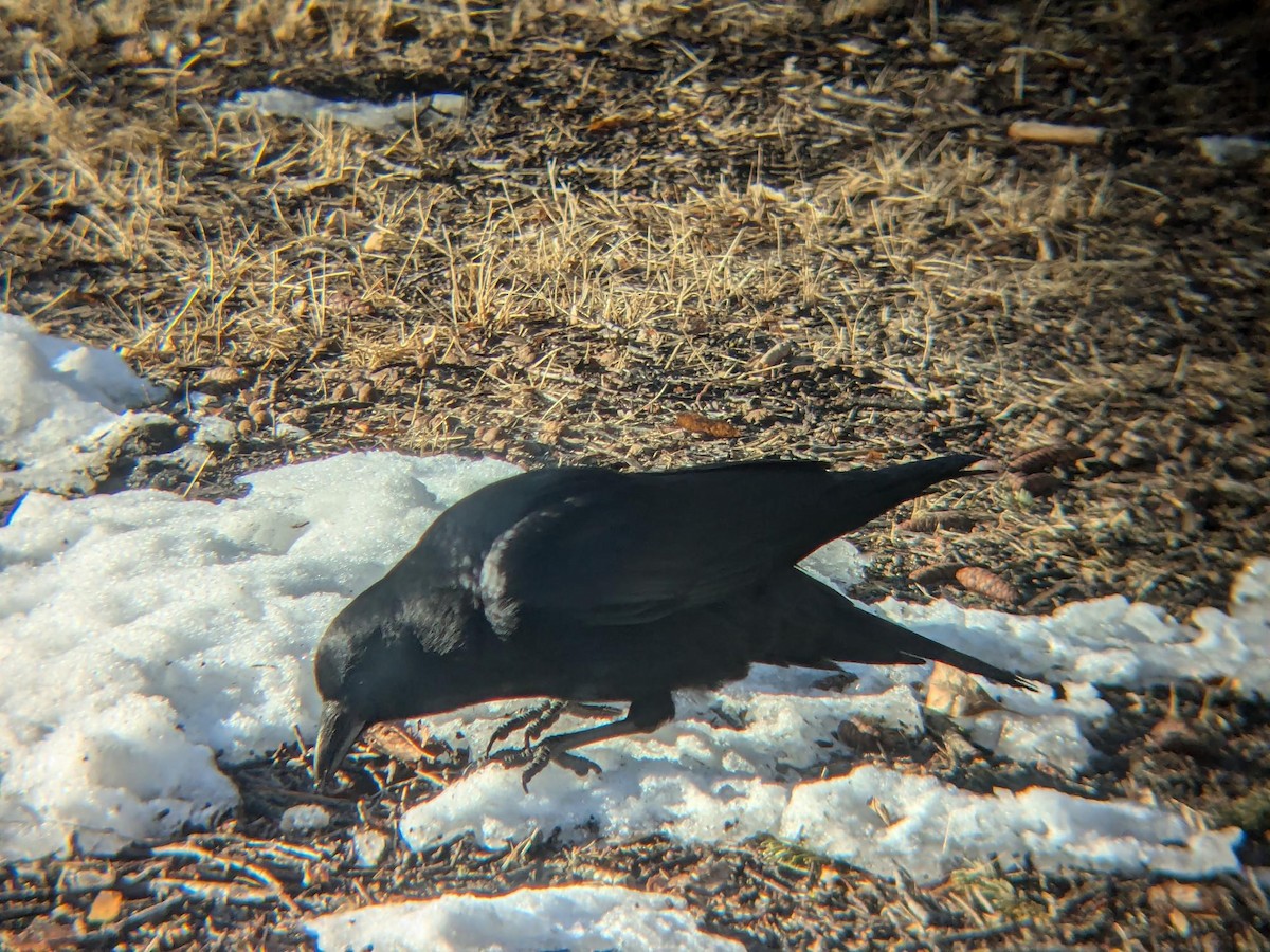 Cuervo Americano - ML647100860