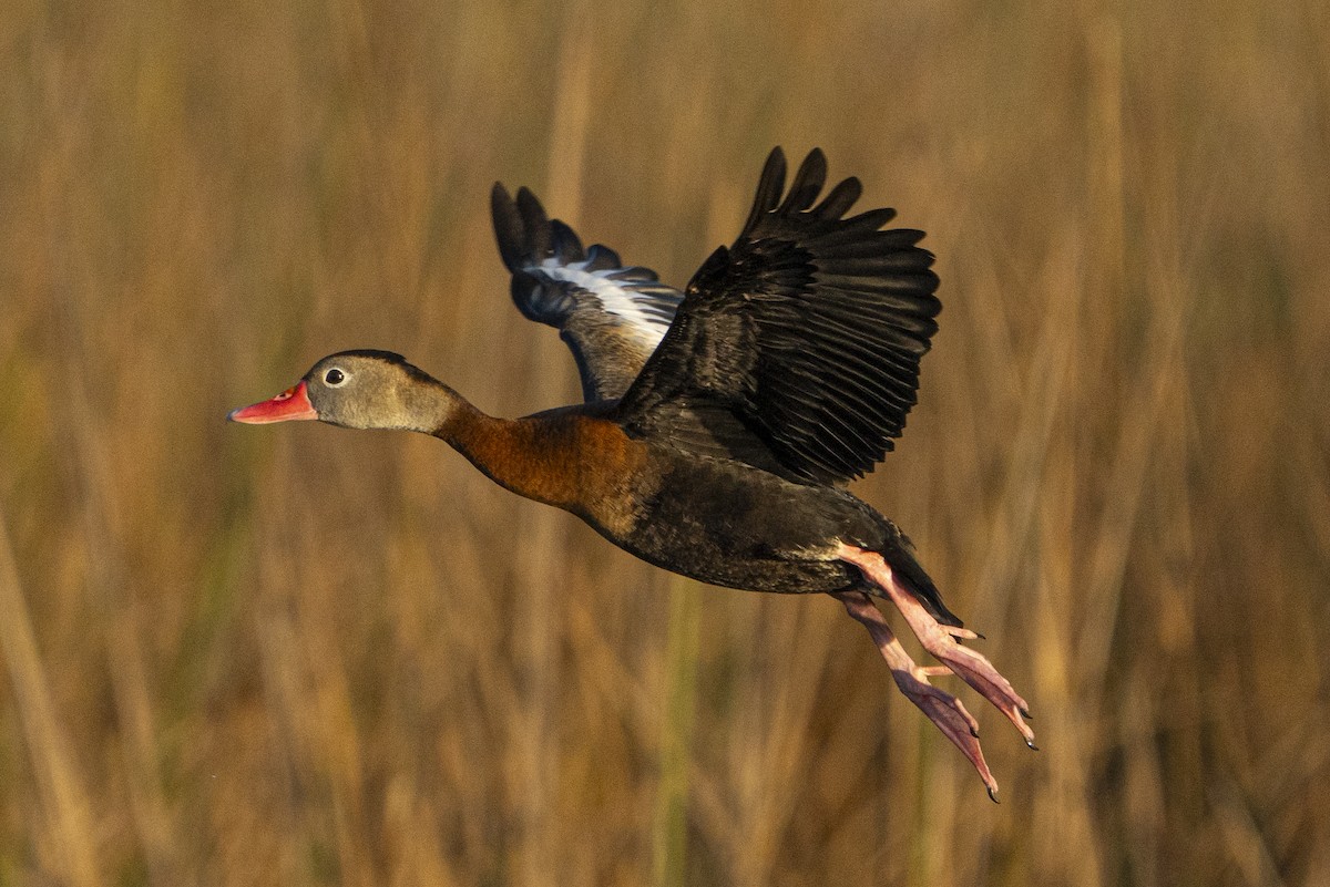 Suirirí Piquirrojo - ML647100861