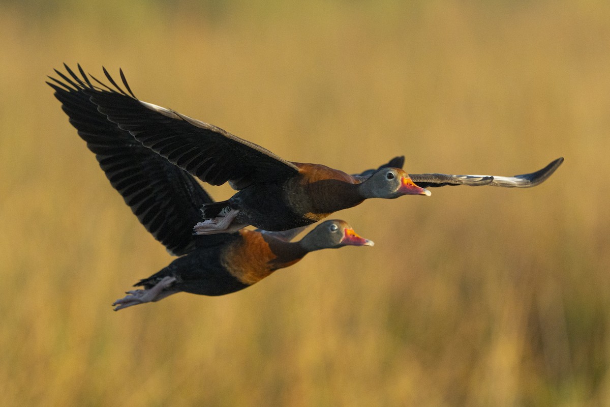 Suirirí Piquirrojo - ML647100862