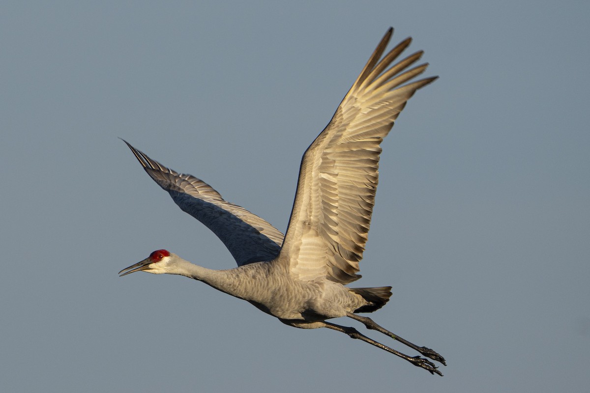 Grulla Canadiense - ML647100863