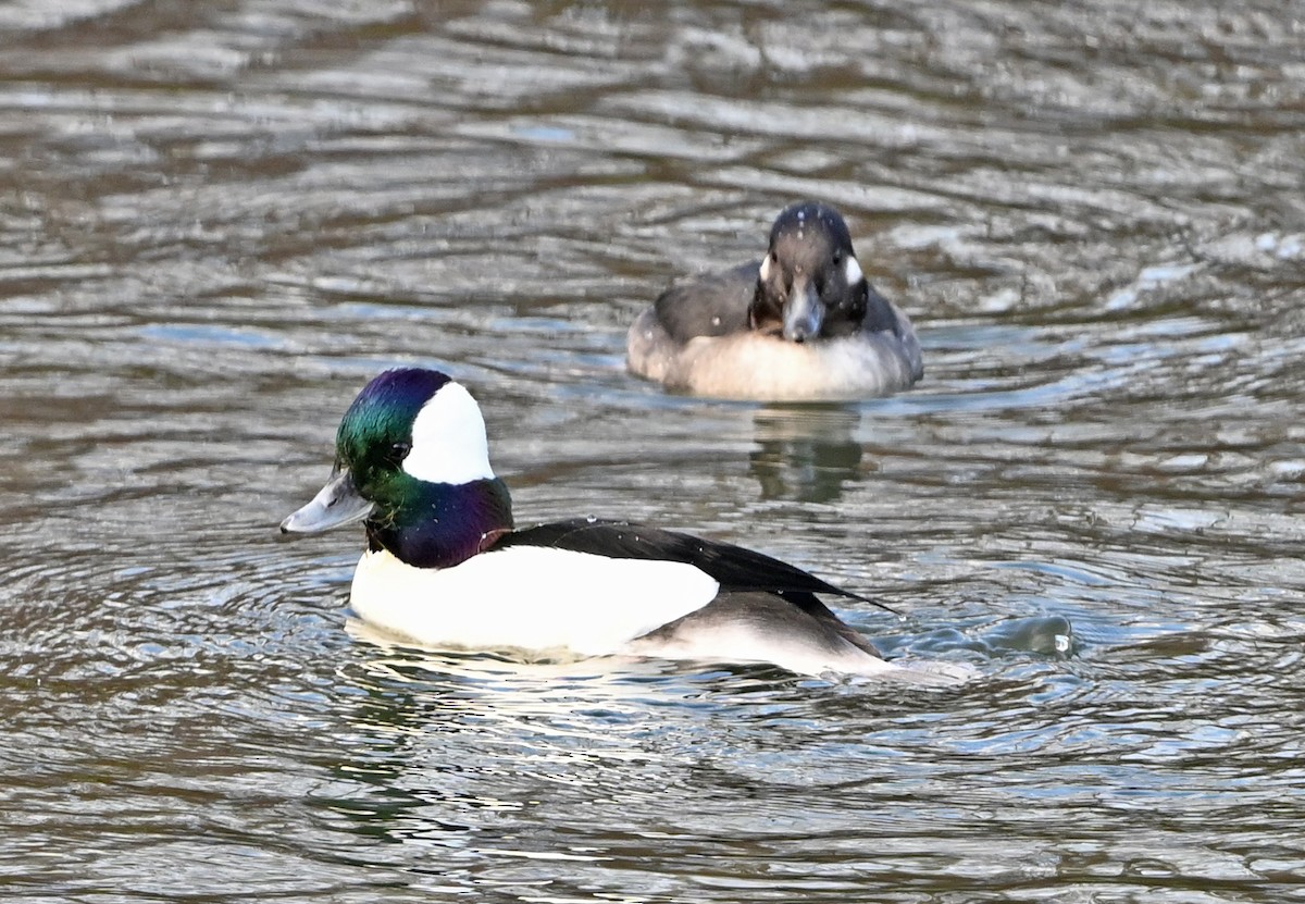 Porrón Albeola - ML647100864