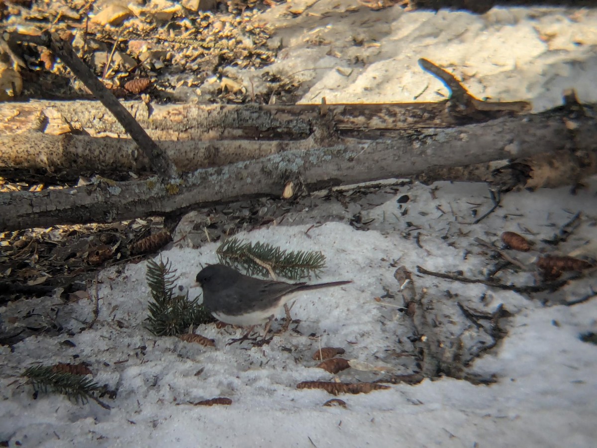 Junco Ojioscuro - ML647100865