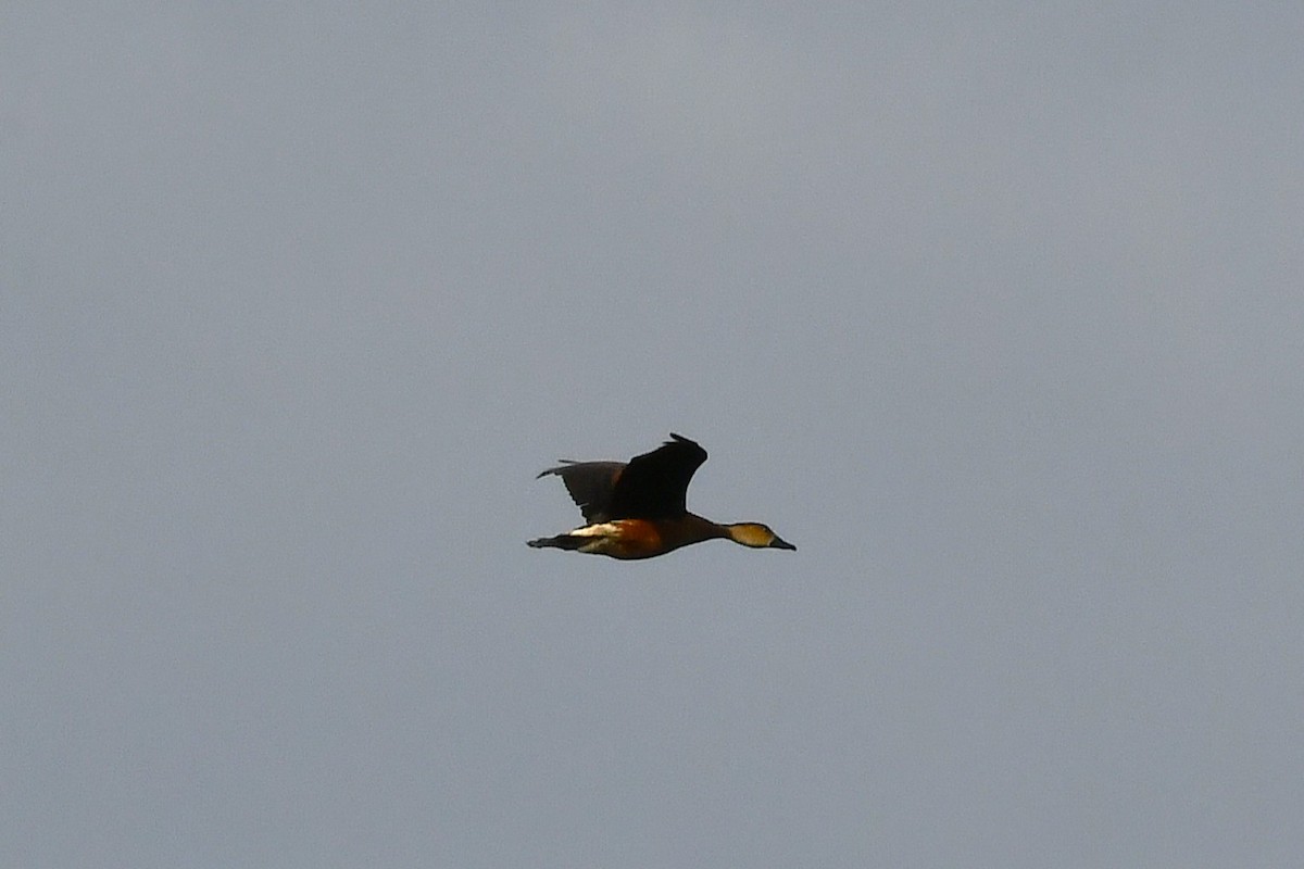 Suirirí Capirotado - ML647100866