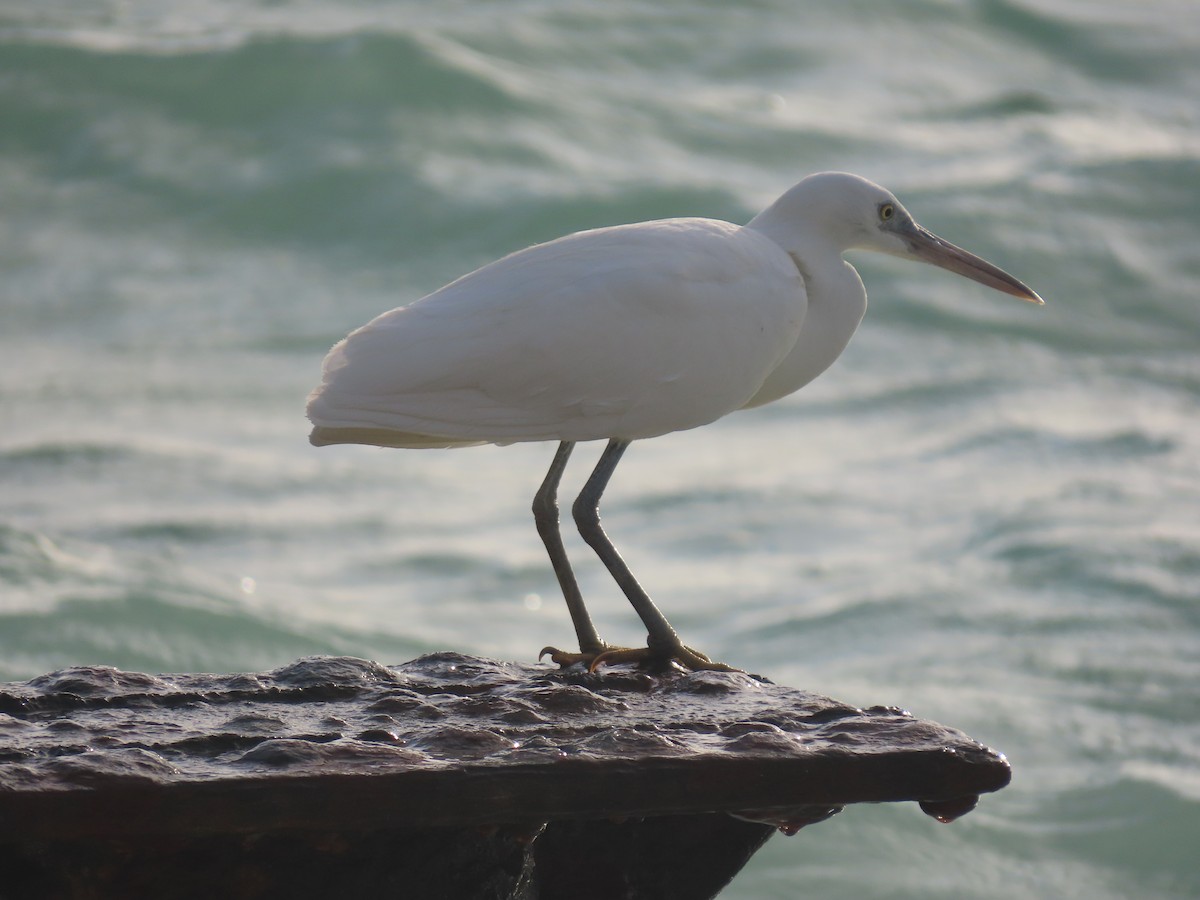 Garceta de Arrecife - ML647100867