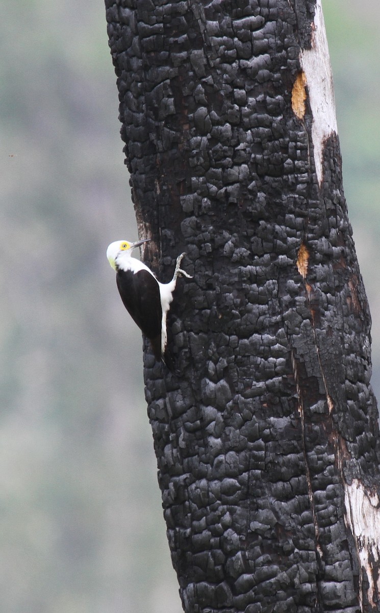 Carpintero Blanco - ML647100868