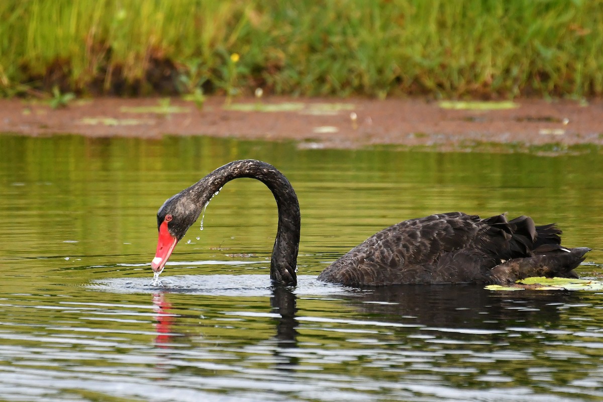 Cisne Negro - ML647100869
