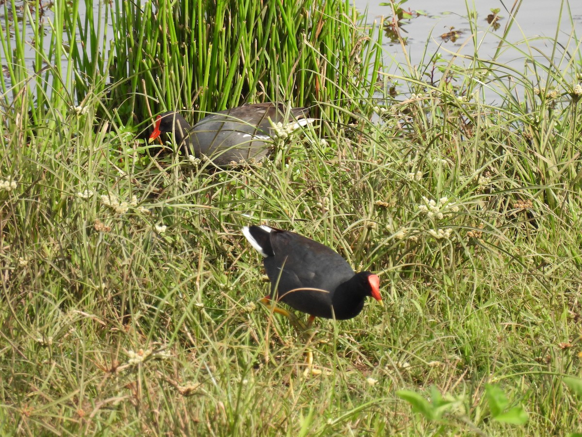 Курочка латиноамериканська - ML647100870