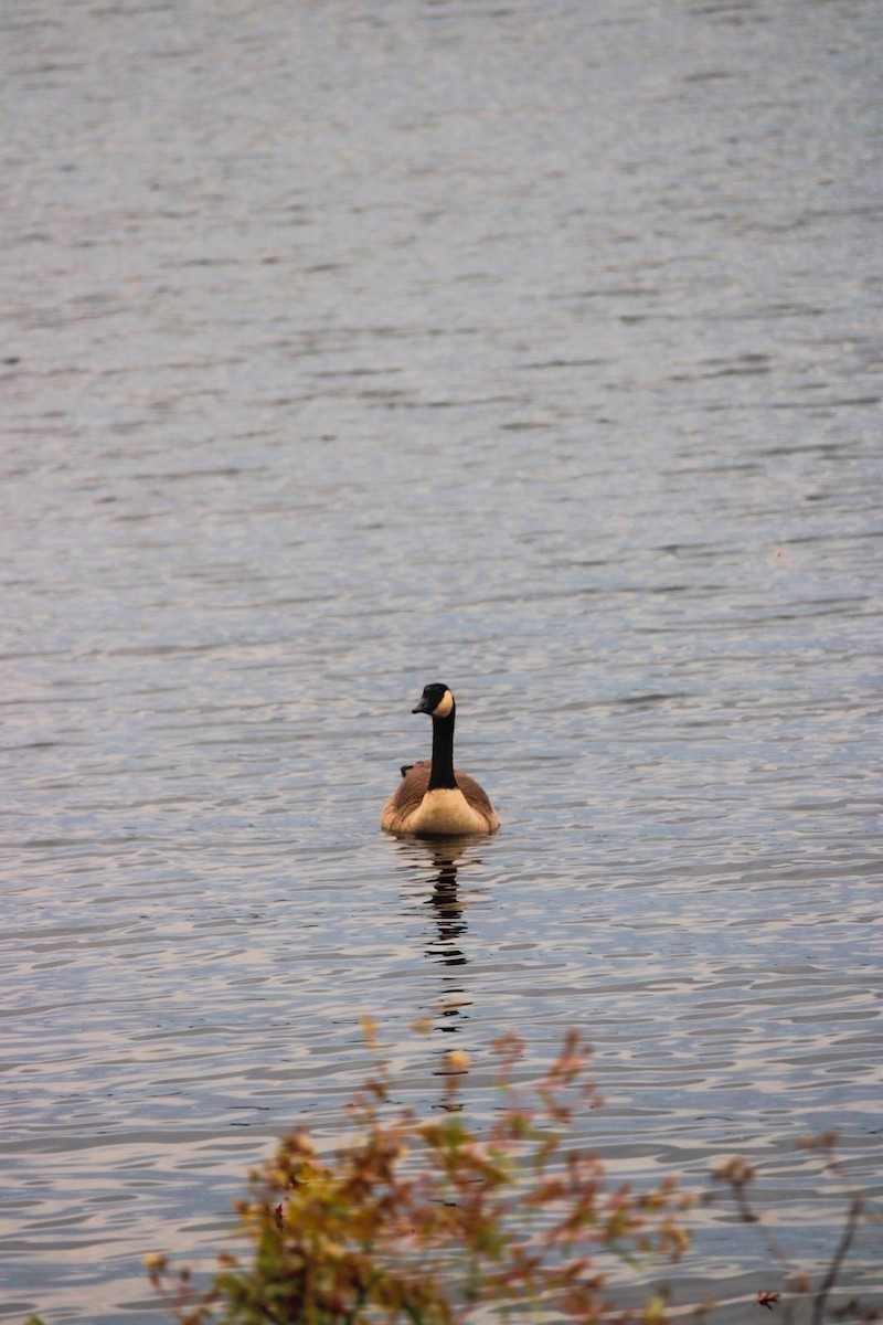 Barnacla Canadiense Grande - ML647100871