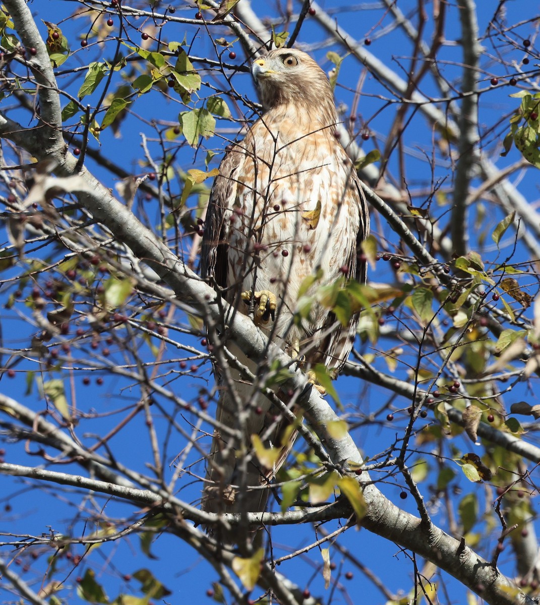 Busardo Pechirrojo - ML647100872