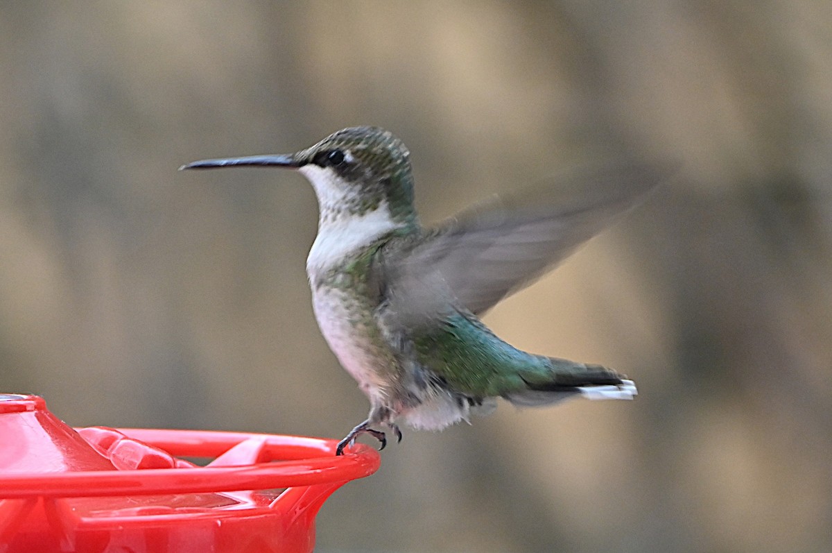 Ruby-throated Hummingbird - ML647100873