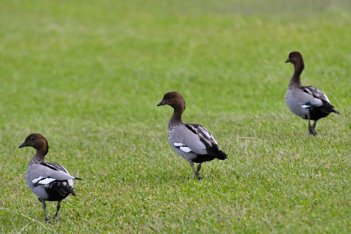 Pato de Crin - ML647100874