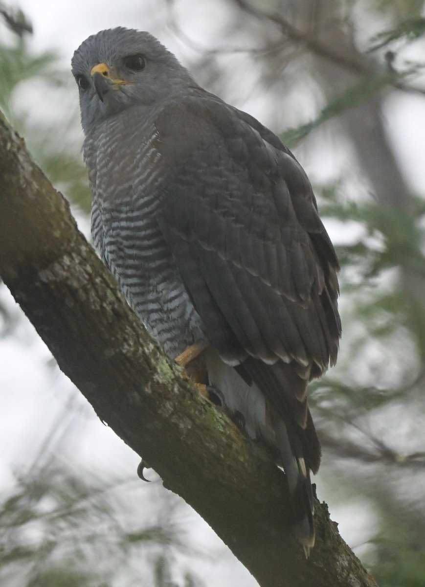 Busardo Gris Norteño - ML647100875