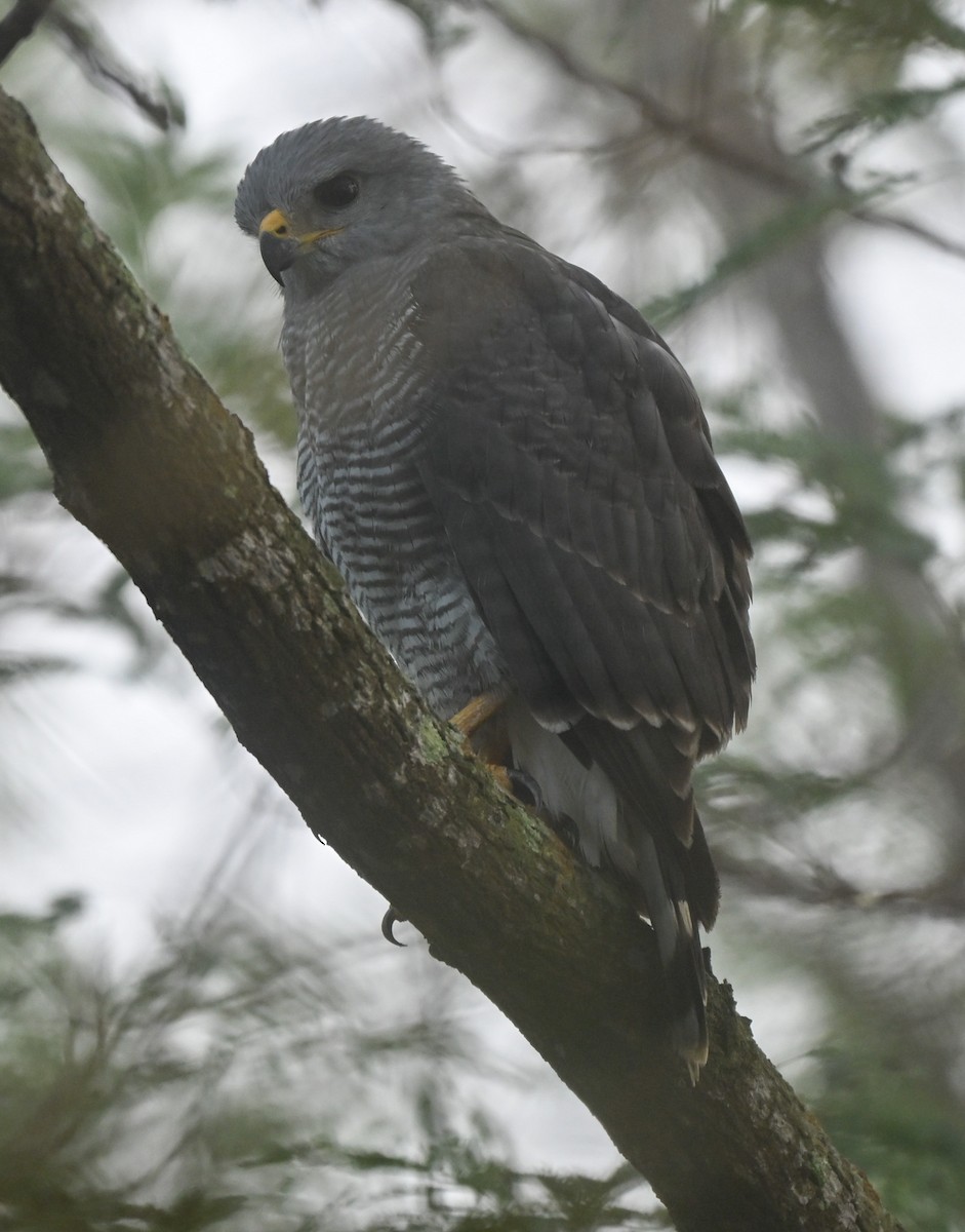 Busardo Gris Norteño - ML647100876