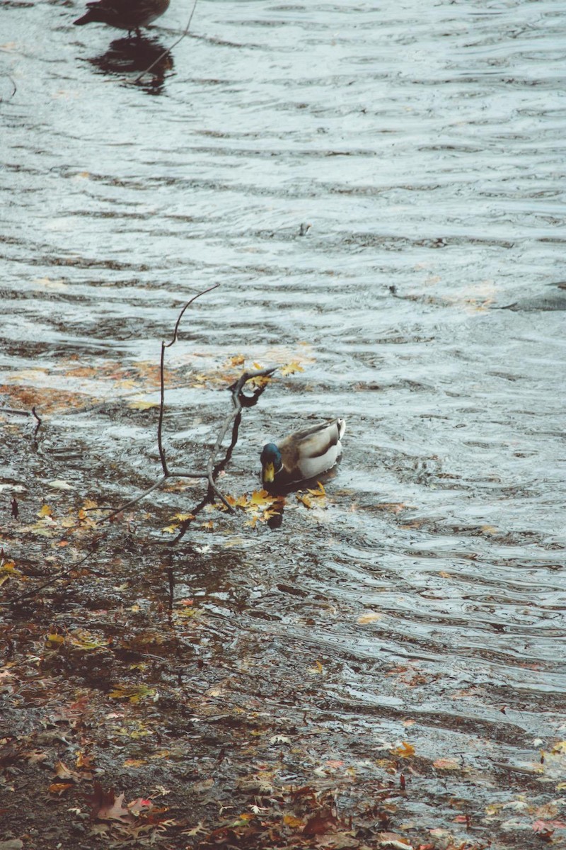 Ánade Azulón - ML647100877