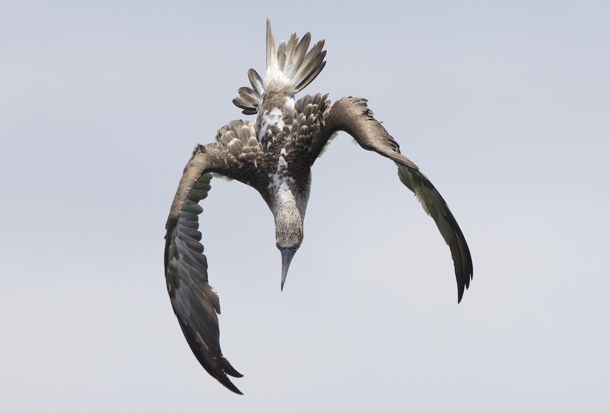 Piquero Camanay - ML647100879