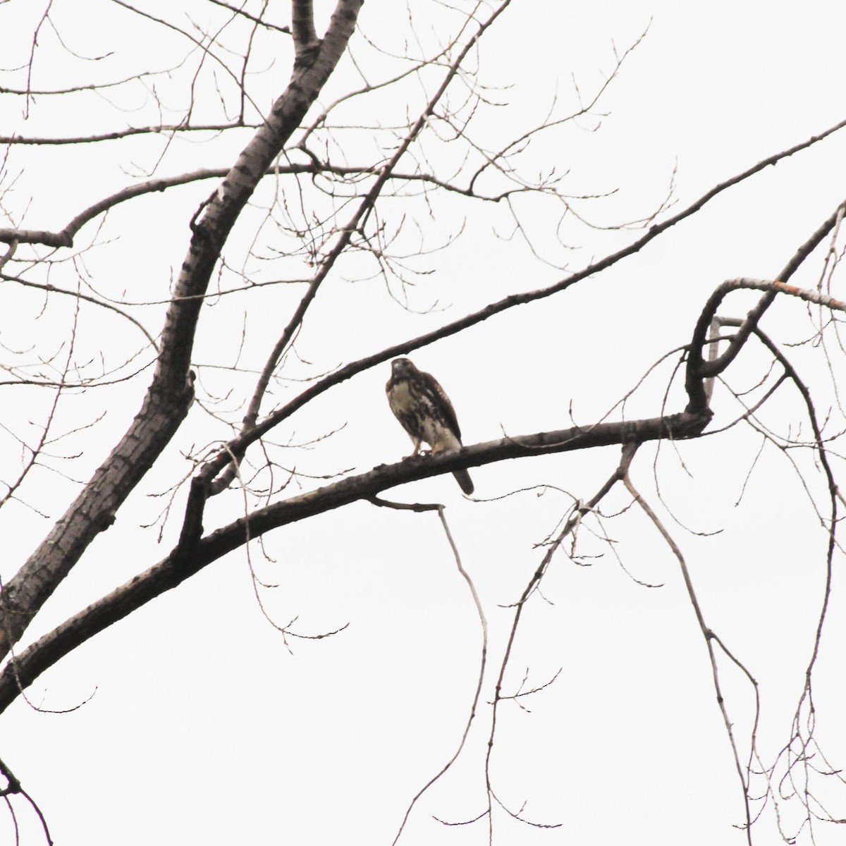 Busardo Colirrojo - ML647100880