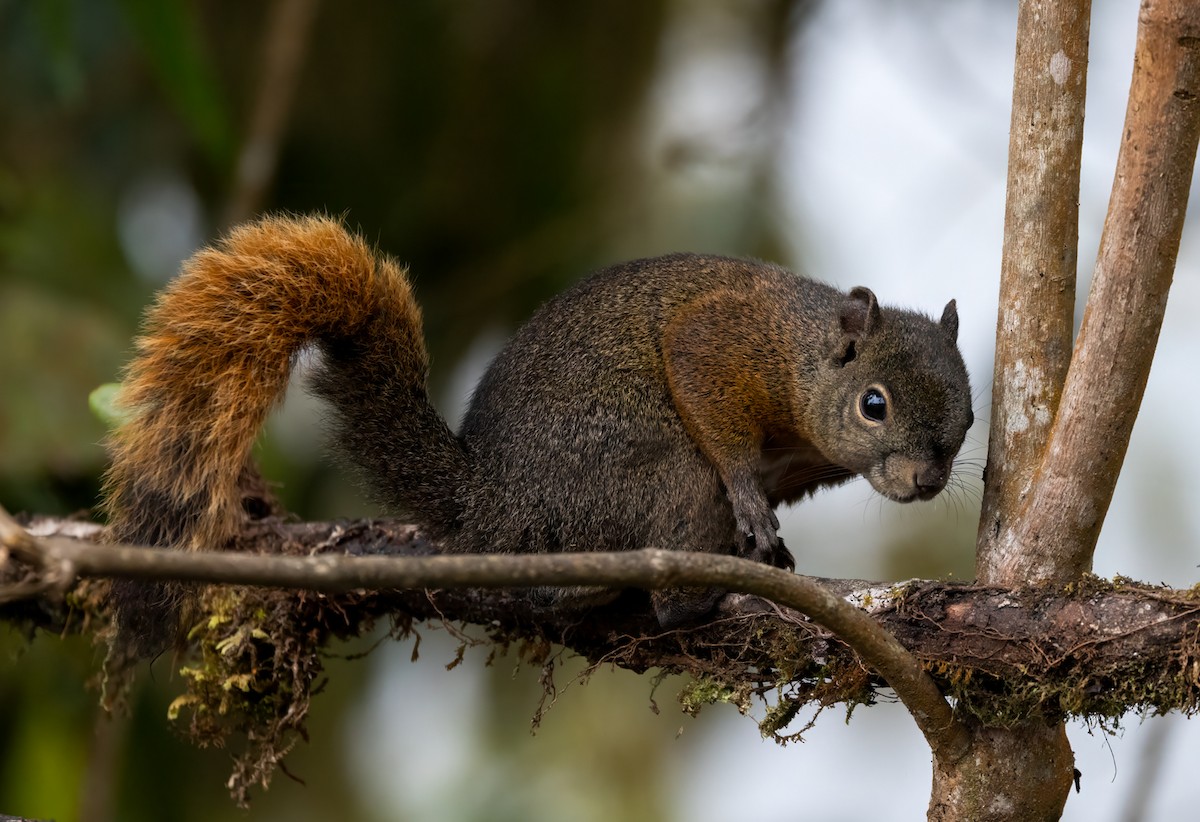 コクモツリス - ML647100883