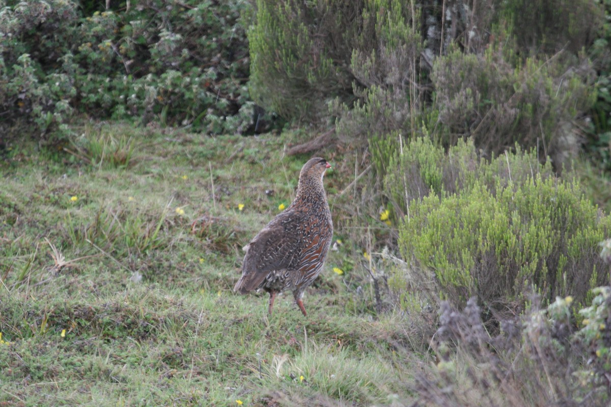 Chestnut-naped Spurfowl (Northern) - ML647100890