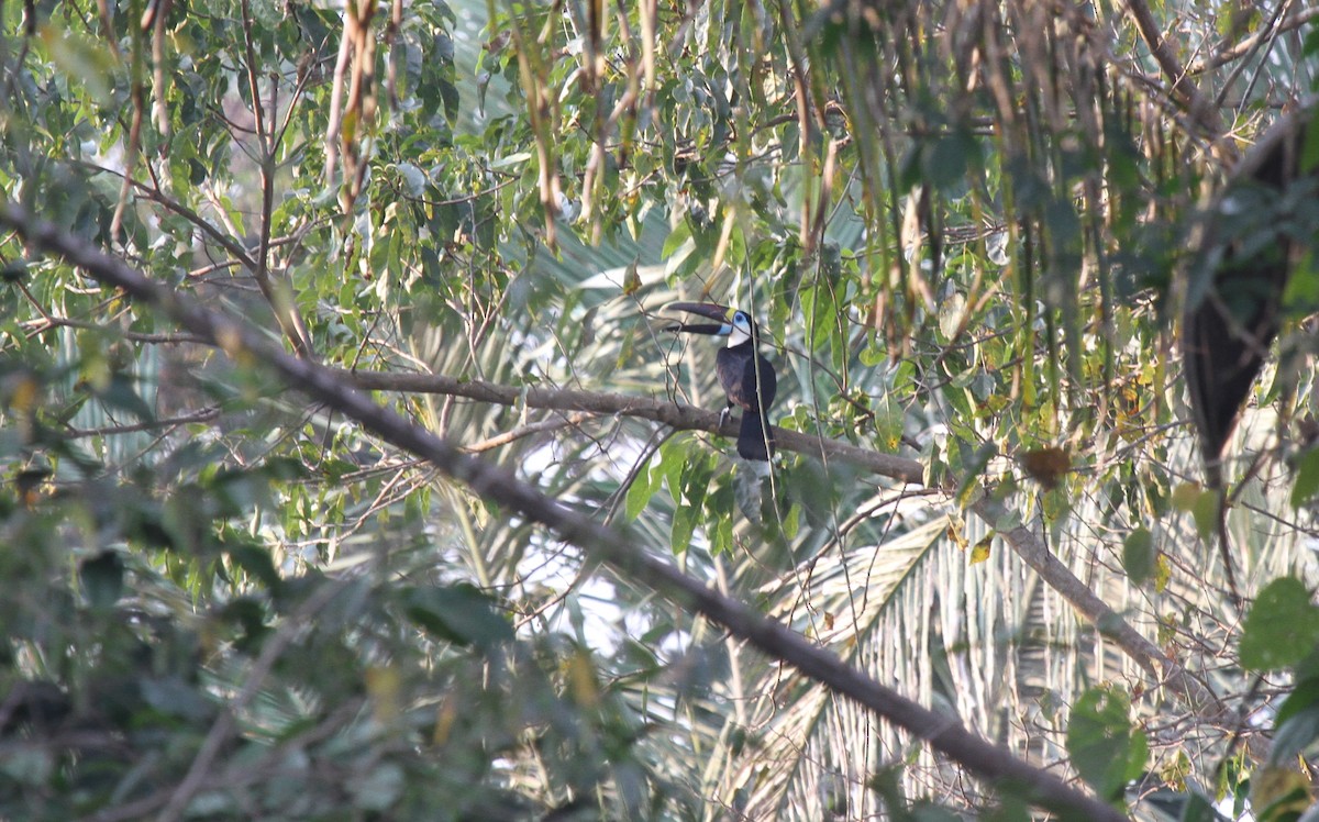 Tucán Pechiblanco - ML647100891