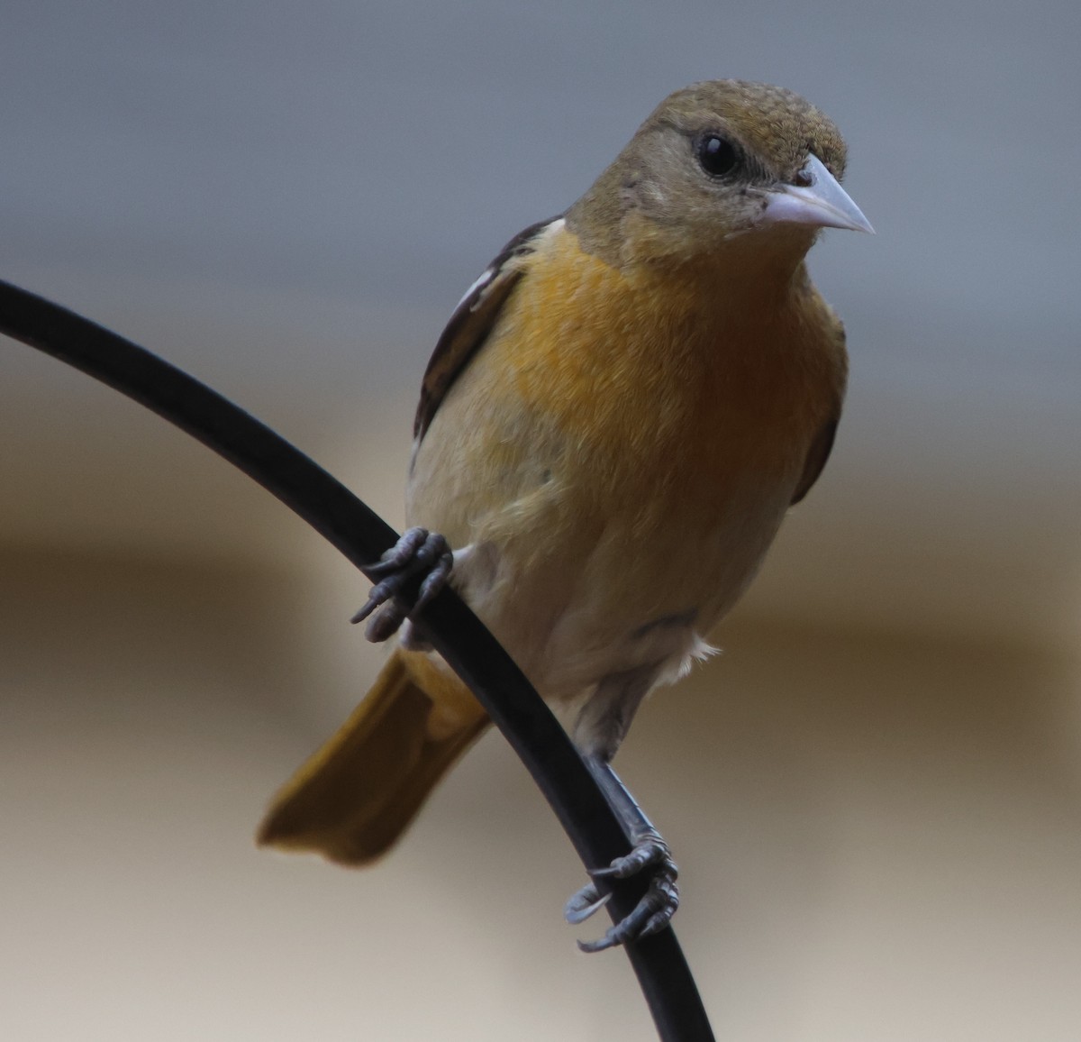 Baltimoretrupial - ML647100897