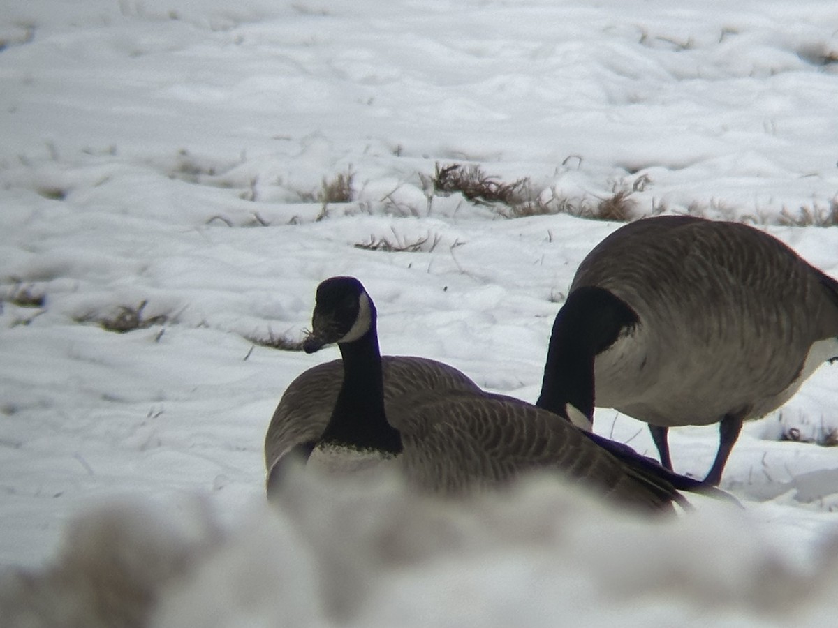 ברנטה קנדית - ML647100903