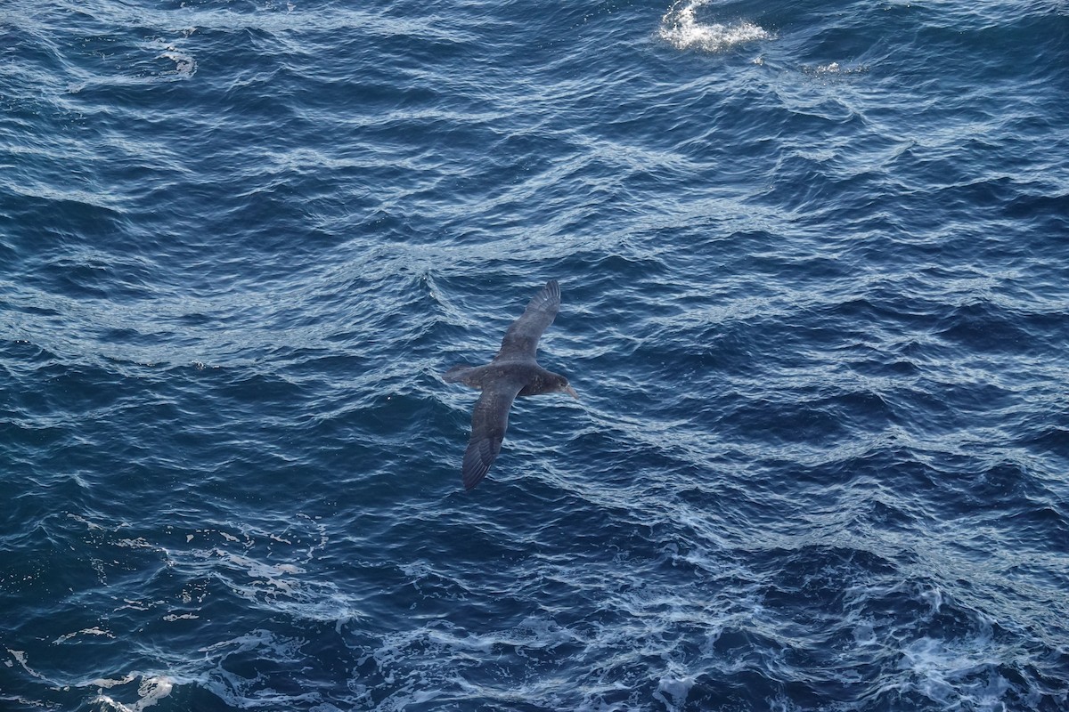 סערון-ענק דרומי - ML647100904