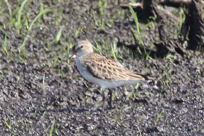 Weißbürzel-Strandläufer - ML647100908