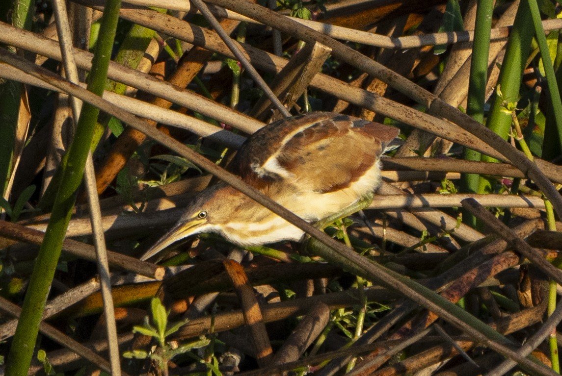 Least Bittern - ML647100914