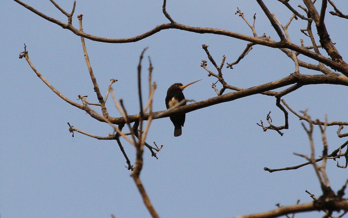 Brown Jacamar - ML647100921