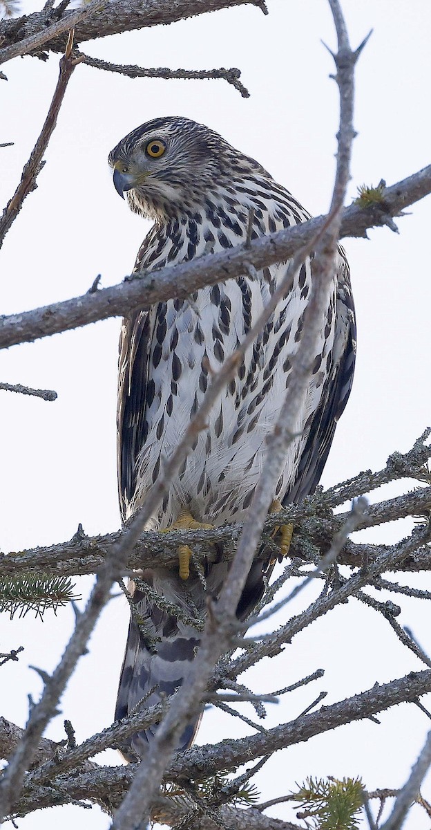 American Goshawk - ML647100926