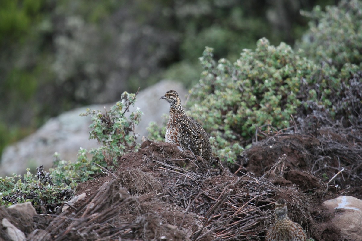 Moorland Francolin - ML647100936