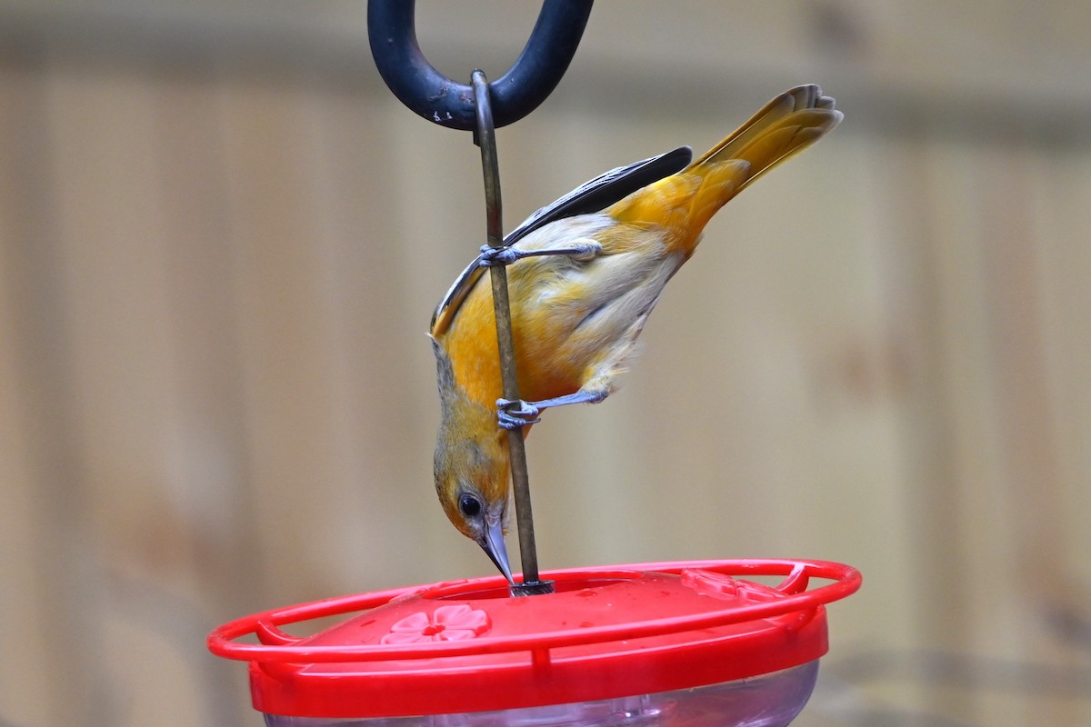 Baltimore Oriole - ML647100941