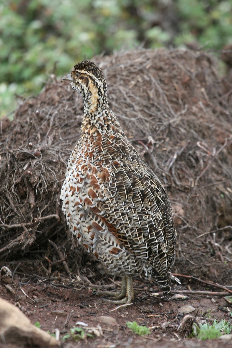 Moorland Francolin - ML647100943