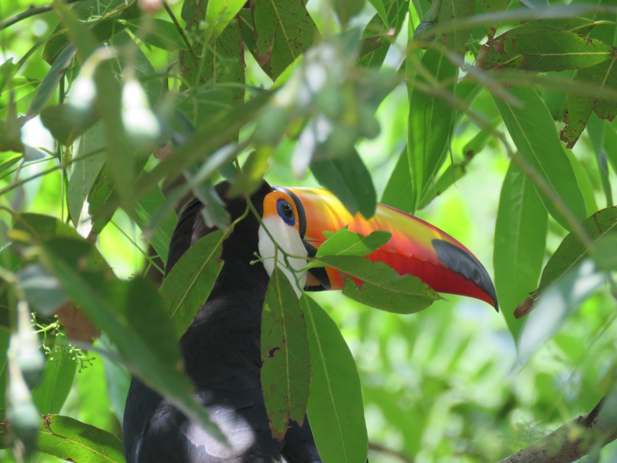 Toco Toucan - ML647100949