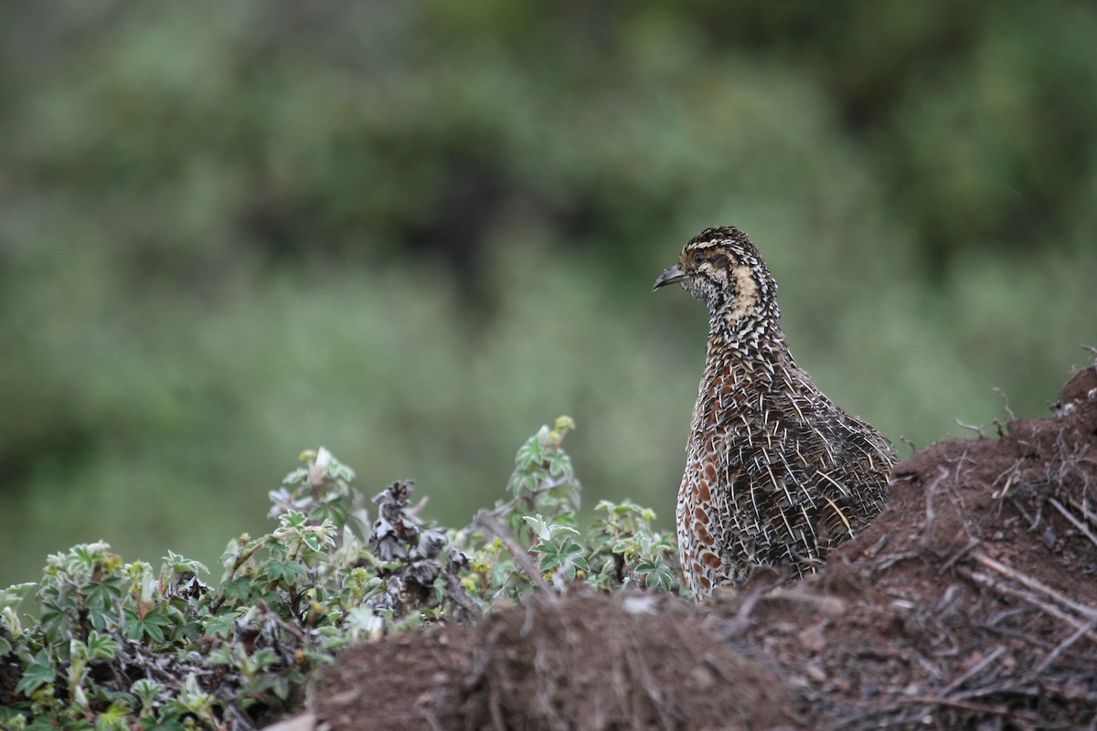Moorland Francolin - ML647100954