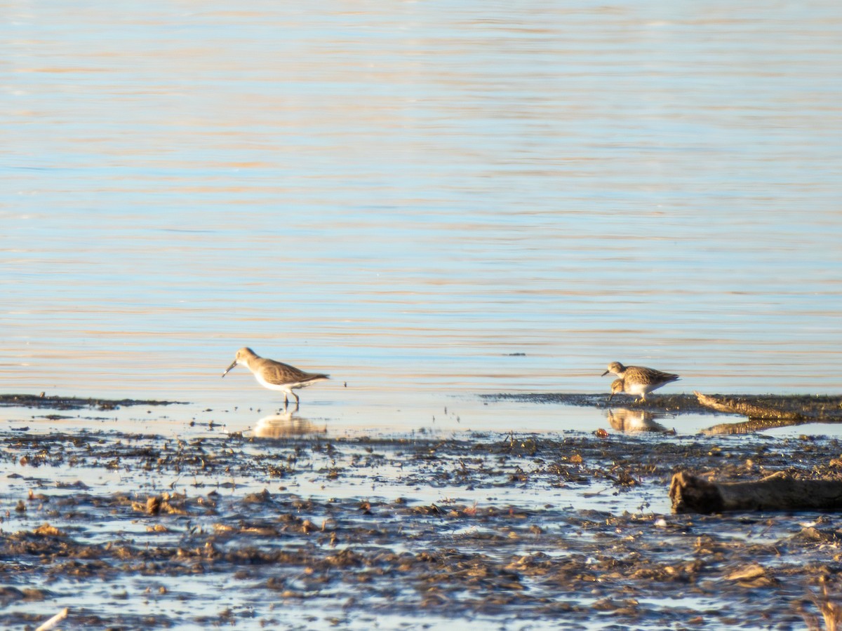 Alpenstrandläufer - ML647100968