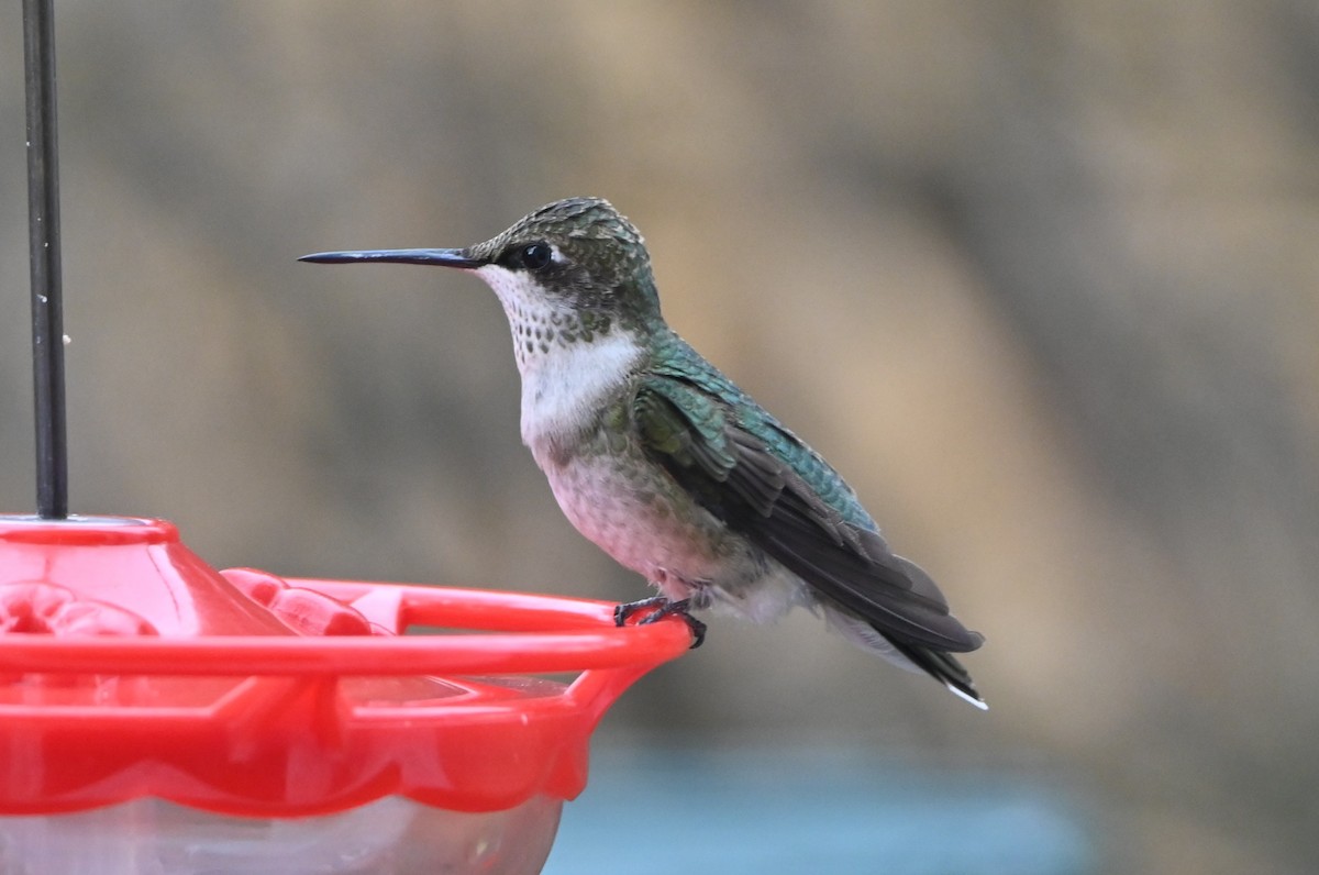 Ruby-throated Hummingbird - ML647100972
