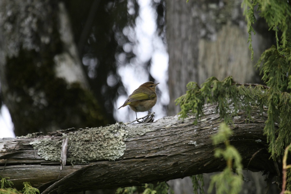 Brown Woodland-Warbler - ML647100984