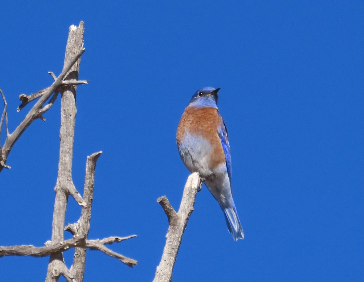 Western Bluebird - ML647100987