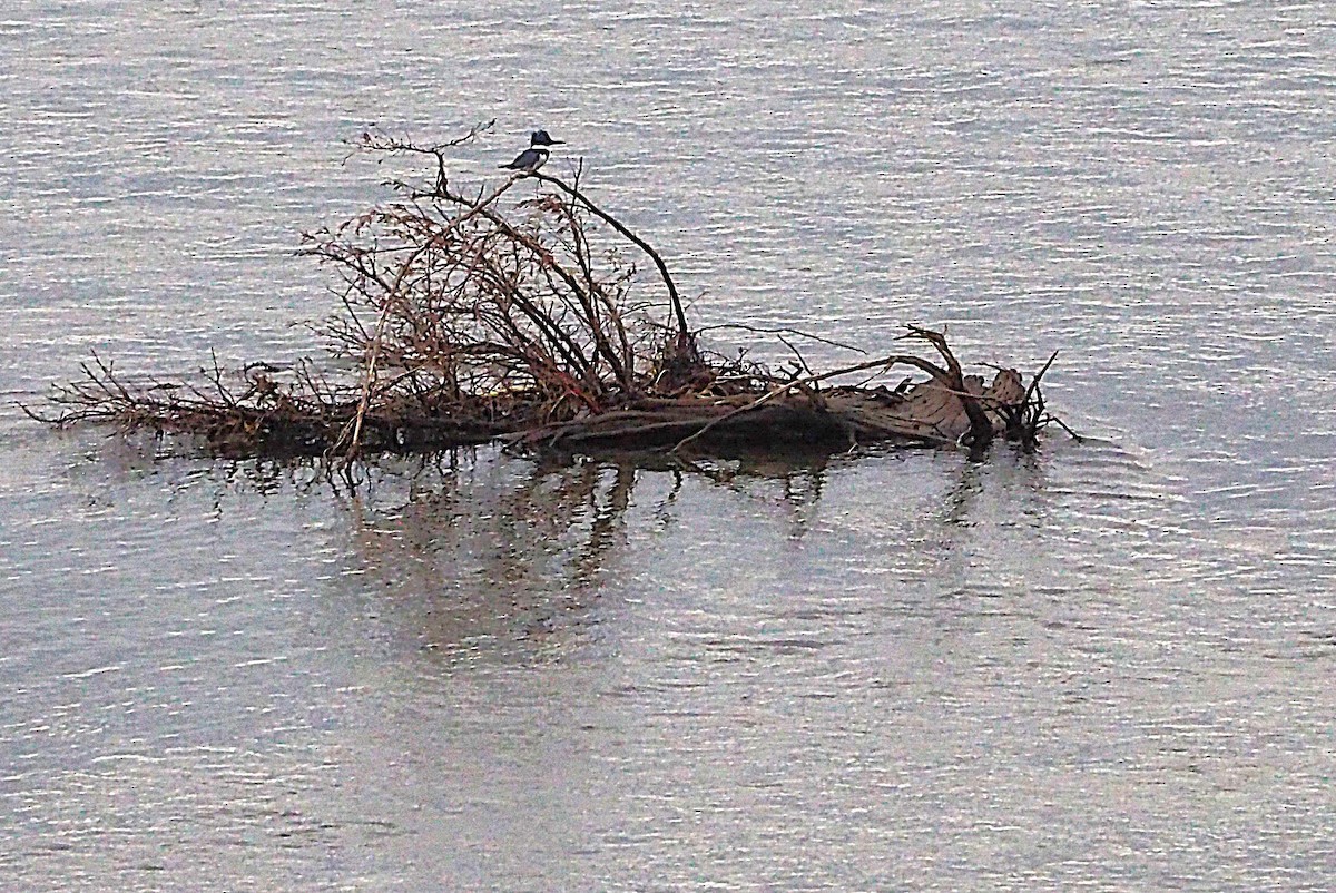 Belted Kingfisher - ML647100988