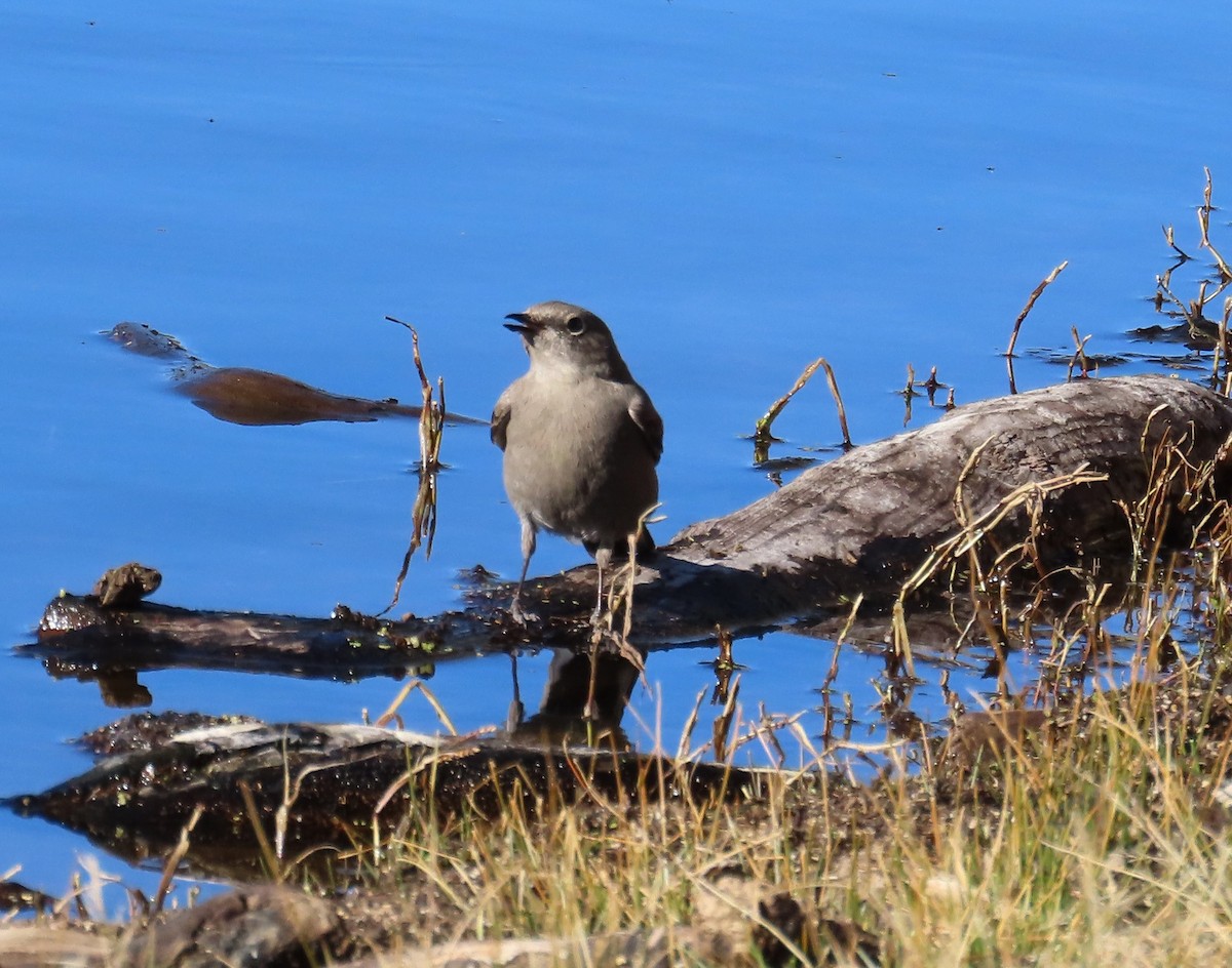 Townsend's Solitaire - ML647100992