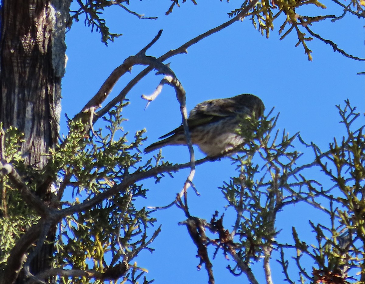 Pine Siskin - ML647101003