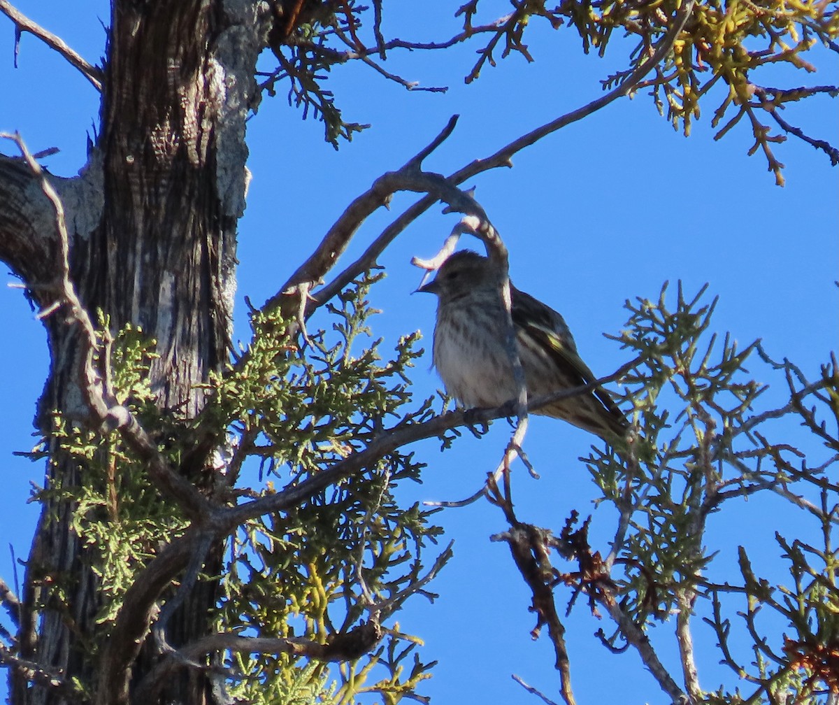 Pine Siskin - ML647101004