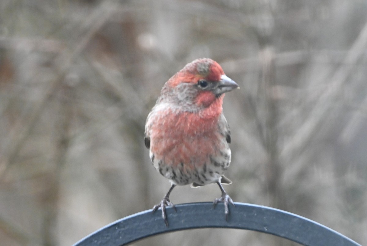 House Finch - ML647101011