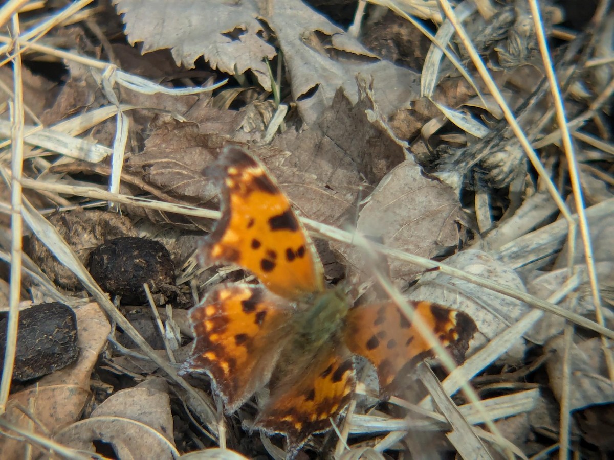 Insekten - ML647101016