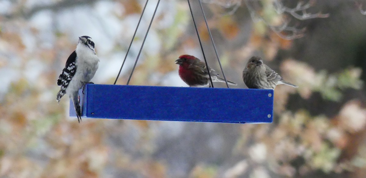 Camachuelo Mexicano - ML647101019