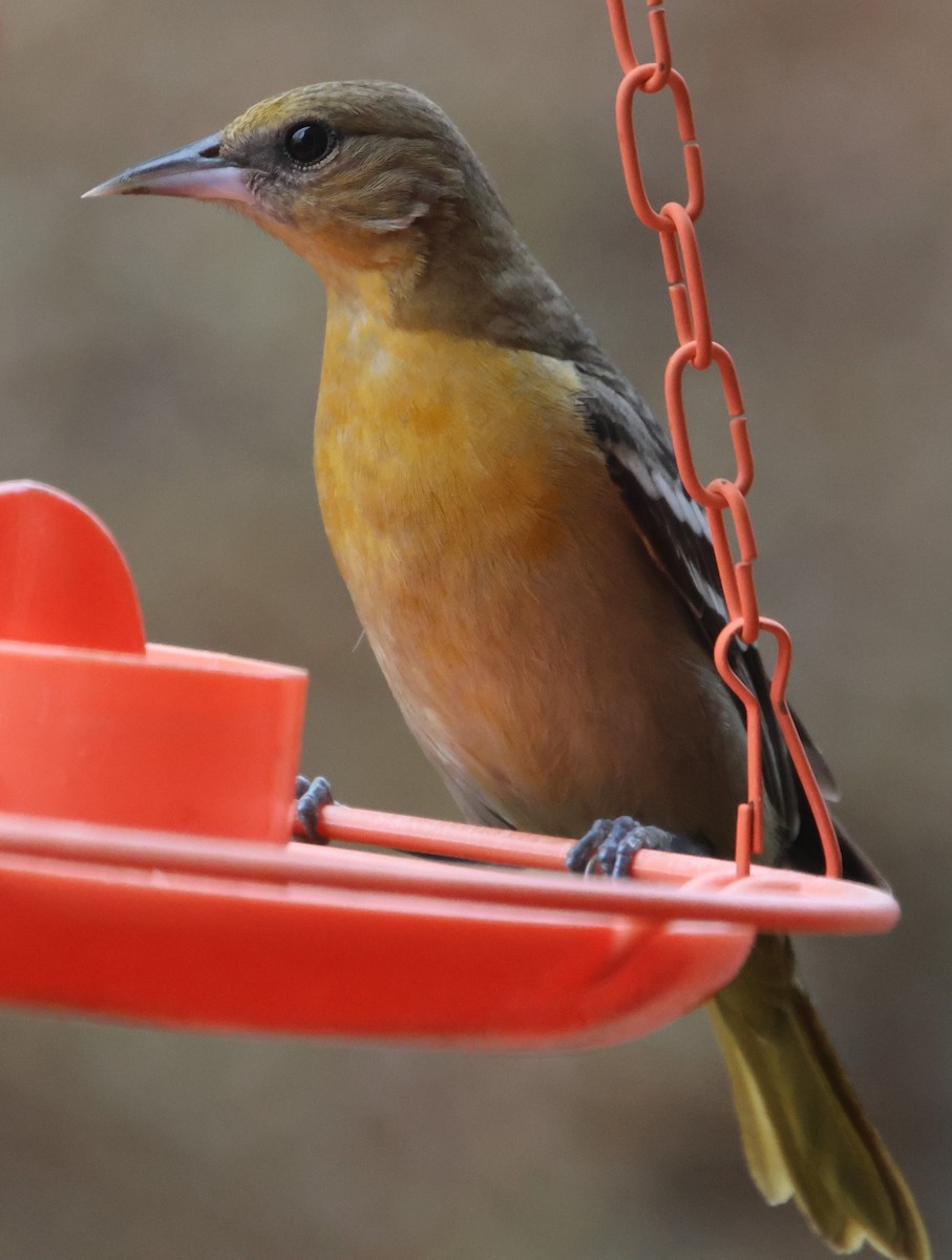 Baltimoretrupial - ML647101022